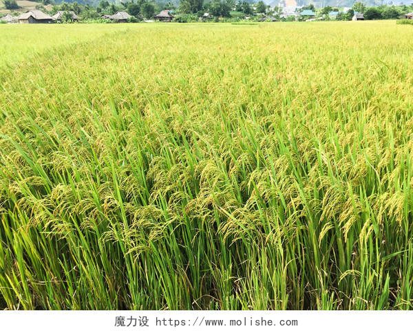 一望无际的稻田希望的田野二十四节气24节气芒种